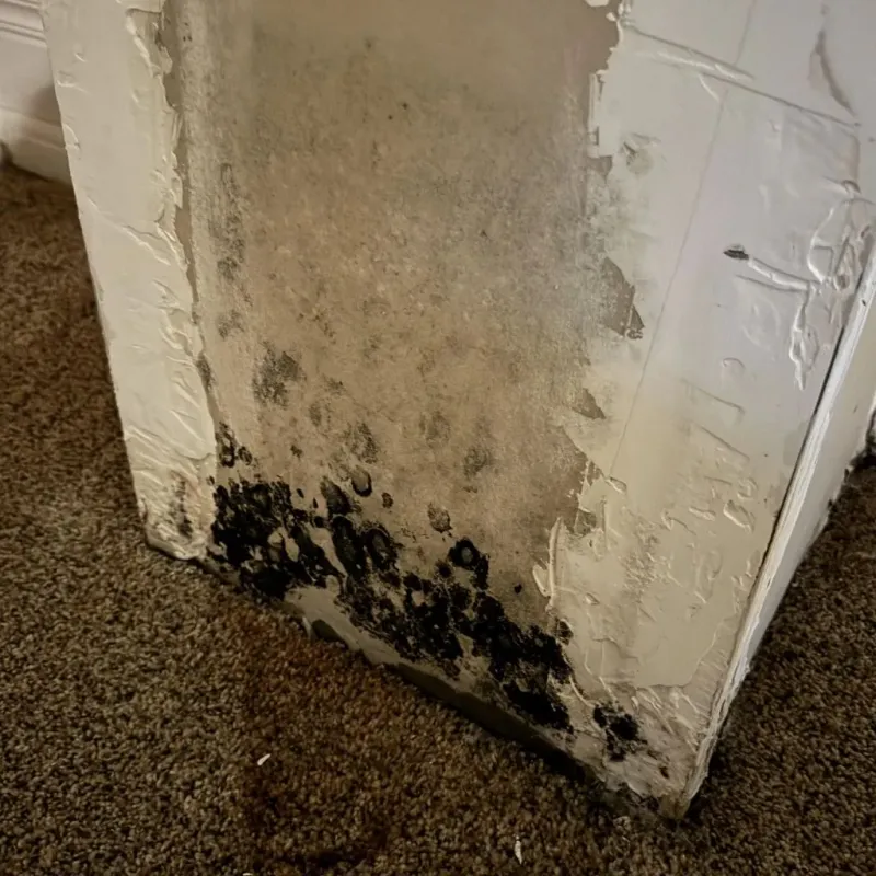 Professional Mold Removal in Stockton, MO